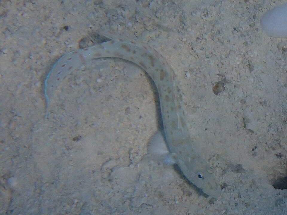 ภาพประกอบของ ปลาบู่บู่ (Echinogobius hayashii)