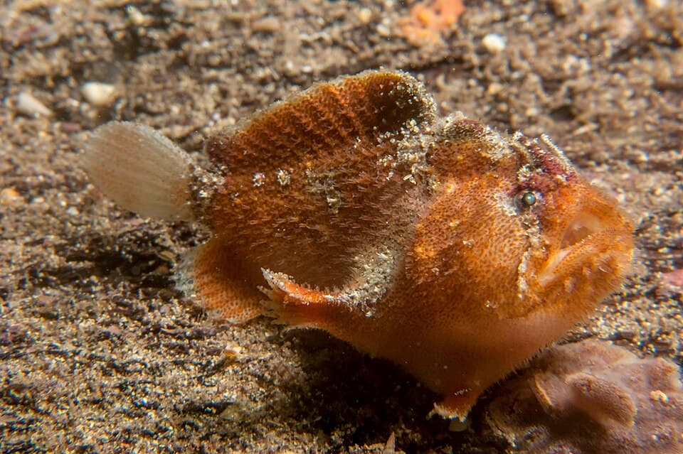 ภาพประกอบของ ปลากบ crassispina (Echinophryne crassispina)