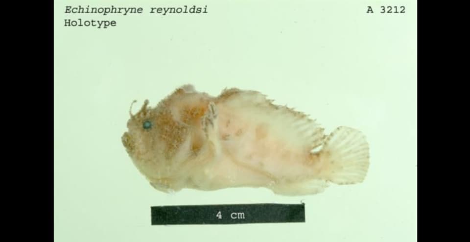 ภาพประกอบของ ปลากบ reynoldsi (Echinophryne reynoldsi)