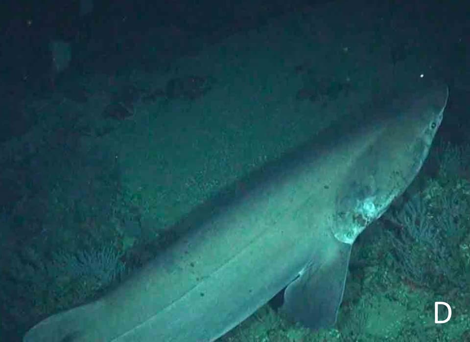 ภาพประกอบของ ปลา cookei (Echinorhinus cookei)