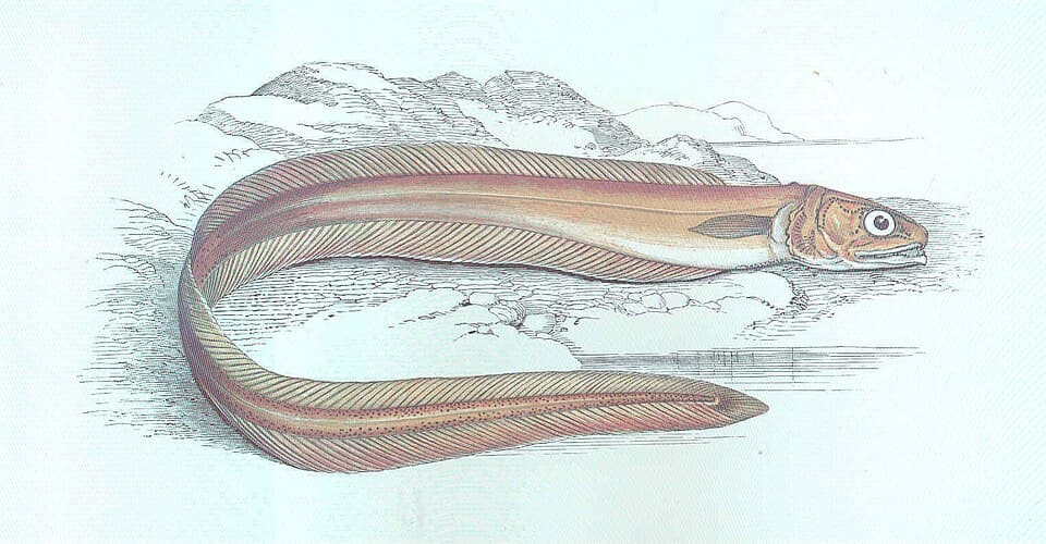 ภาพประกอบของ ปลา drummondii (Echiodon drummondii)