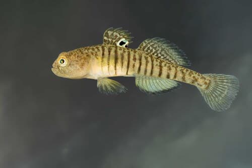ภาพประกอบของ ปลาบู่ trichonis (Economidichthys trichonis)