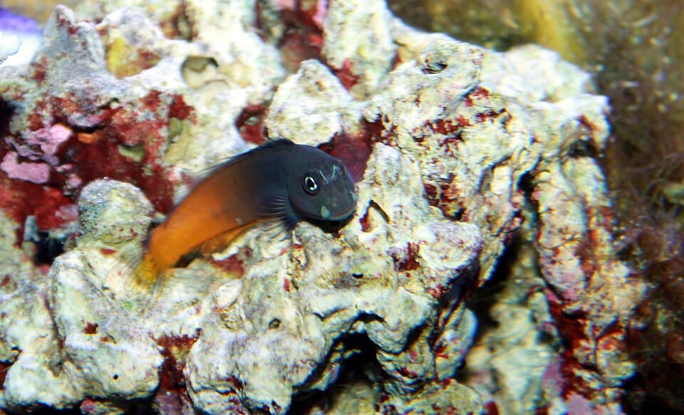 ภาพ ปลาตั๊กแตนหินสองสี (Ecsenius bicolor)