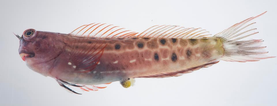 ภาพประกอบของ ปลาตั๊กแตนหิน portenoyi (Ecsenius portenoyi)