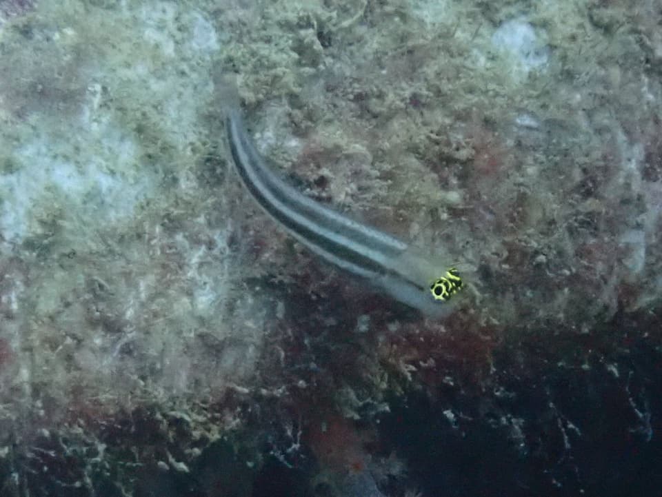 ภาพประกอบของ ปลาตั๊กแตนหินลายเส้นตั๊กแตนหิน (Ecsenius prooculis)