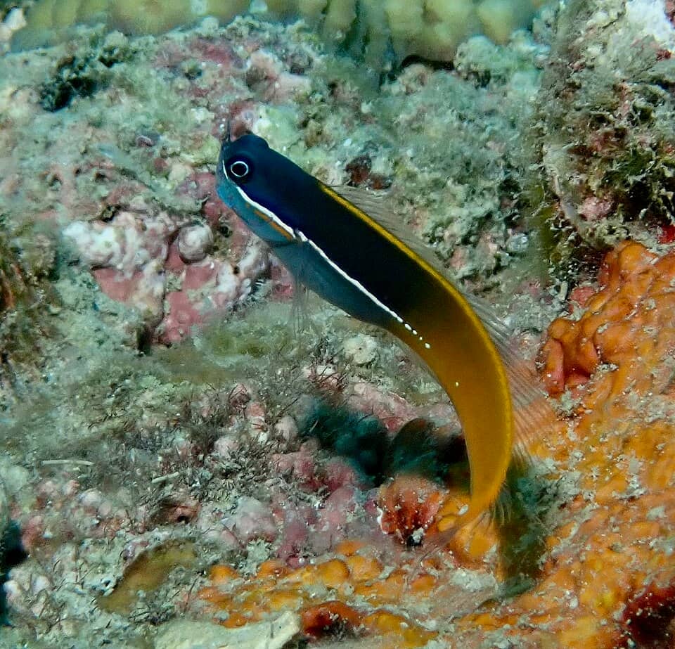ภาพประกอบของ ปลาตั๊กแตนหินตั๊กแตนหิน (Ecsenius tricolor)