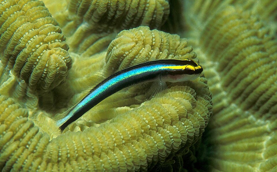 ภาพประกอบของ ปลาบู่นีออนบู่ (Elacatinus evelynae)