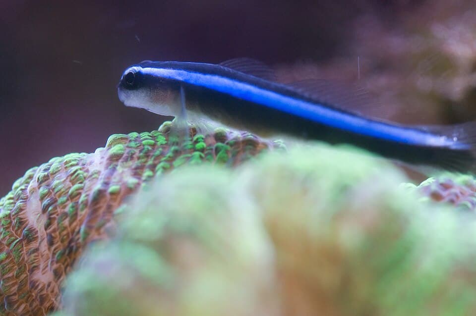 ภาพ ปลาบู่นีออนบลู (บู่ทำความสะอาด) (Elacatinus oceanops)