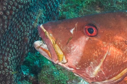 ภาพประกอบของ ปลาบู่นีออนทำความสะอาดบู่ (Elacatinus phthirophagus)