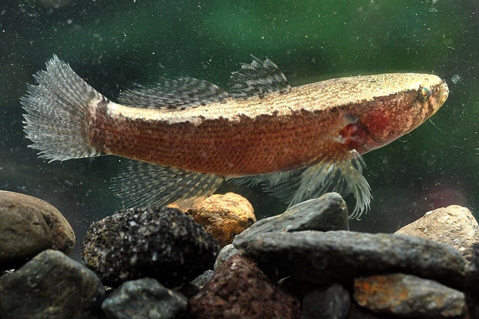 ภาพประกอบของ ปลา fusca (Eleotris fusca)