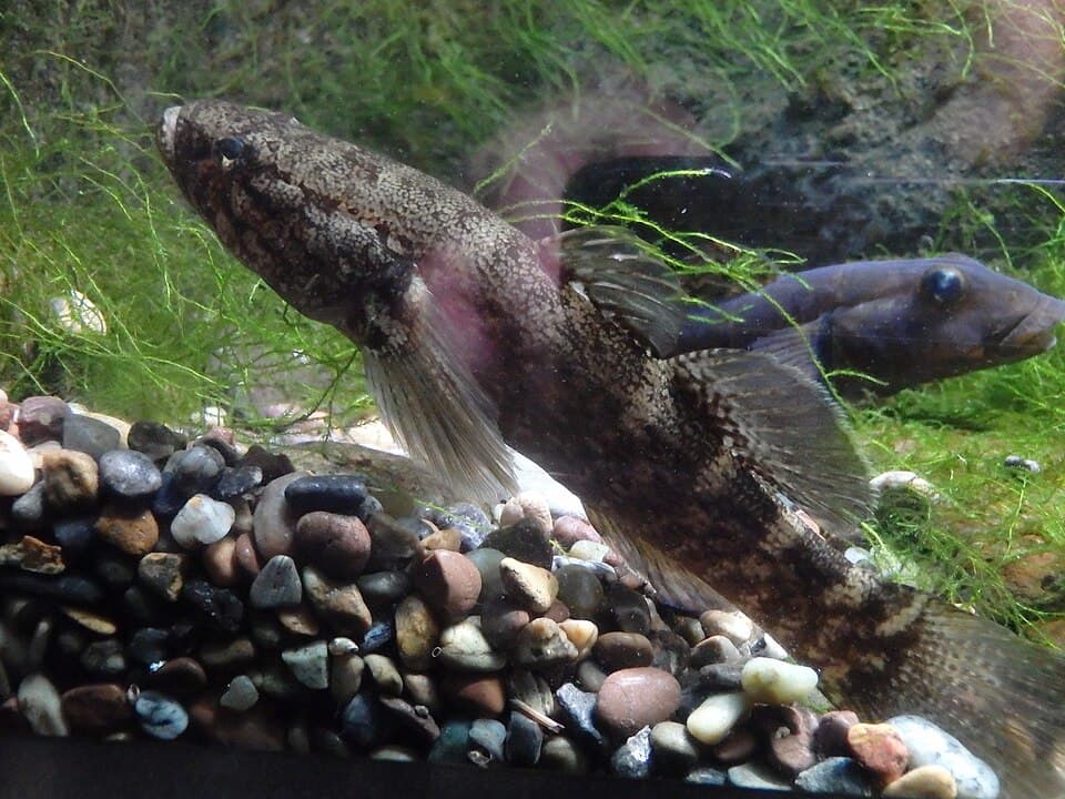 ภาพประกอบของ ปลา sandwicensis (Eleotris sandwicensis)