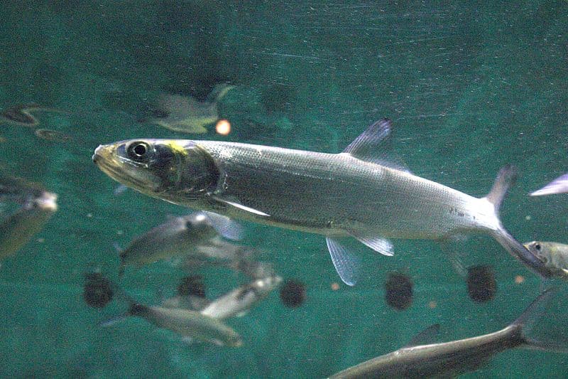 ภาพประกอบของ ปลา affinis (Elops affinis)