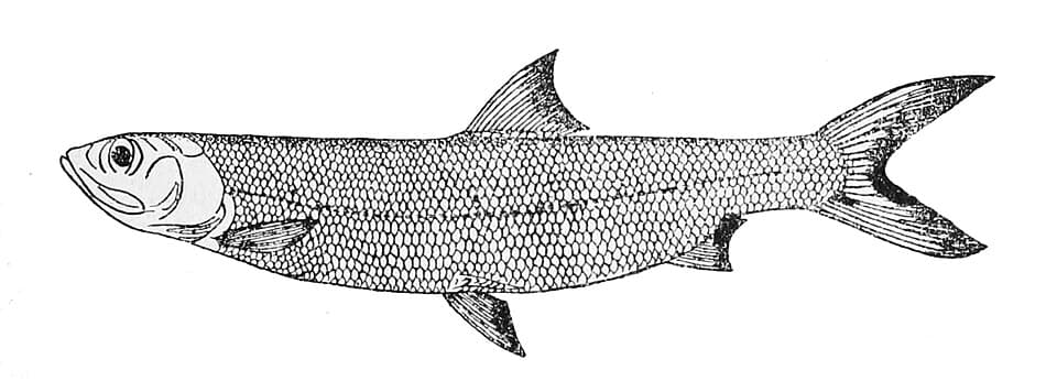 ภาพประกอบของ ปลา lacerta (Elops lacerta)
