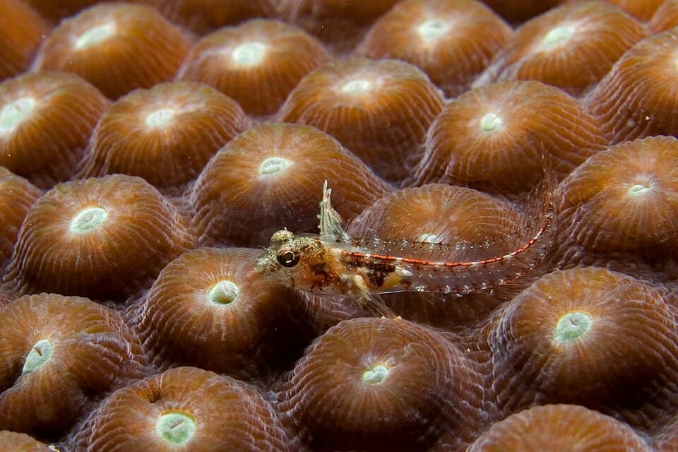 ภาพประกอบของ ปลา carib (Emblemariopsis carib)