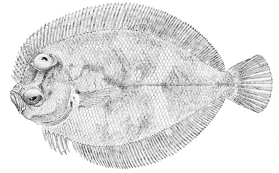 ภาพประกอบของ ปลา xenandrus (Engyprosopon xenandrus)