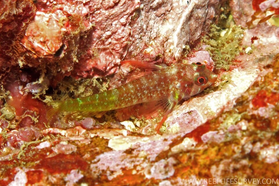 ภาพประกอบของ ปลา atrogulare (Enneapterygius atrogulare)