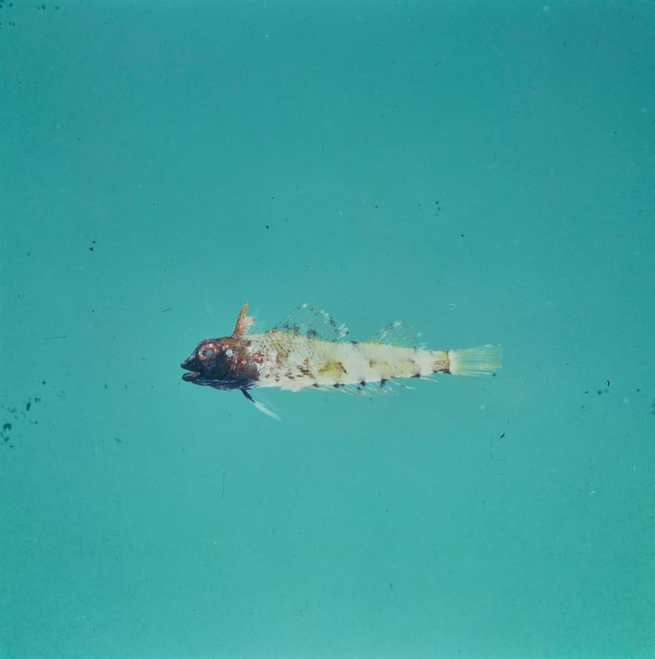 ภาพประกอบของ ปลา pusillus (Enneapterygius pusillus)