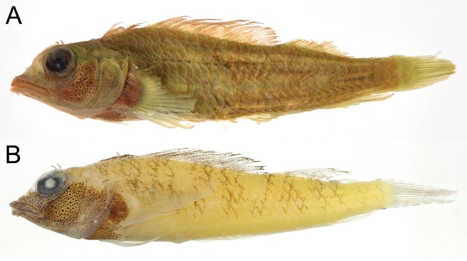ภาพประกอบของ ปลา rhothion (Enneapterygius rhothion)