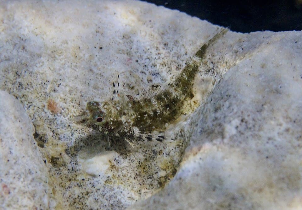 ภาพประกอบของ ปลา tutuilae (Enneapterygius tutuilae)