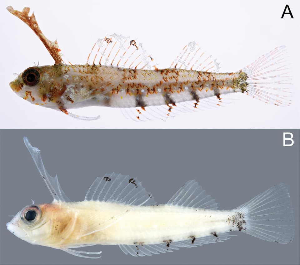 ภาพประกอบของ ปลา velatus (Enneapterygius velatus)