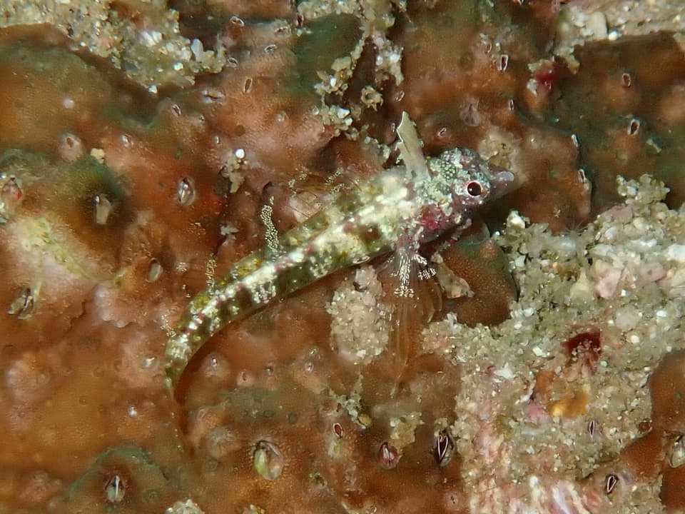 ภาพประกอบของ ปลา ventermaculus (Enneapterygius ventermaculus)