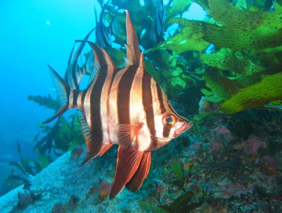 ภาพประกอบของ ปลา armatus (Enoplosus armatus)