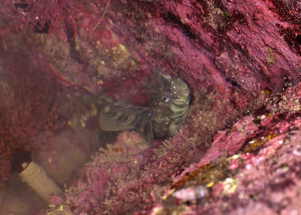 ภาพประกอบของ ปลาตั๊กแตนหินแนวปะการัง (Entomacrodus lighti)