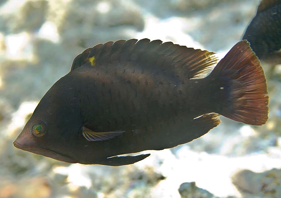 ภาพประกอบของ ปลานกขุนทองปากยื่น (Epibulus insidiator)