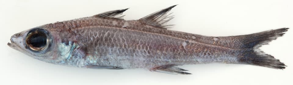 ภาพประกอบของ ปลา lenimen (Epigonus lenimen)