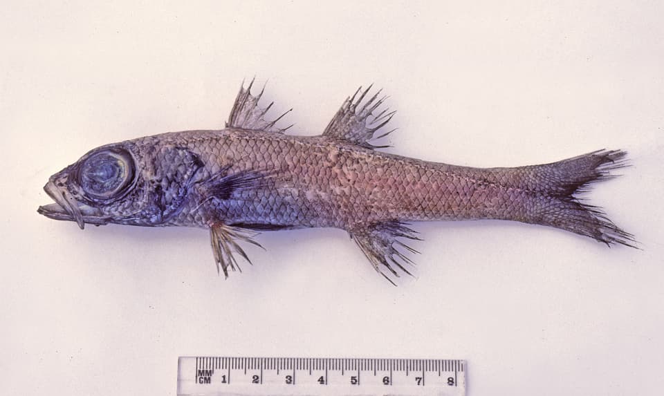 ภาพประกอบของ ปลา robustus (Epigonus robustus)