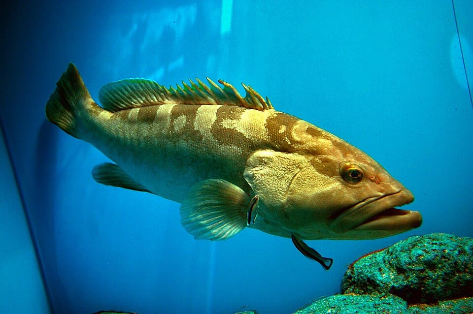 ภาพประกอบของ ปลากะรัง bruneus (Epinephelus bruneus)