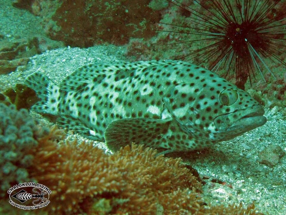 ภาพประกอบของ ปลากะรังปะการัง (Epinephelus corallicola)