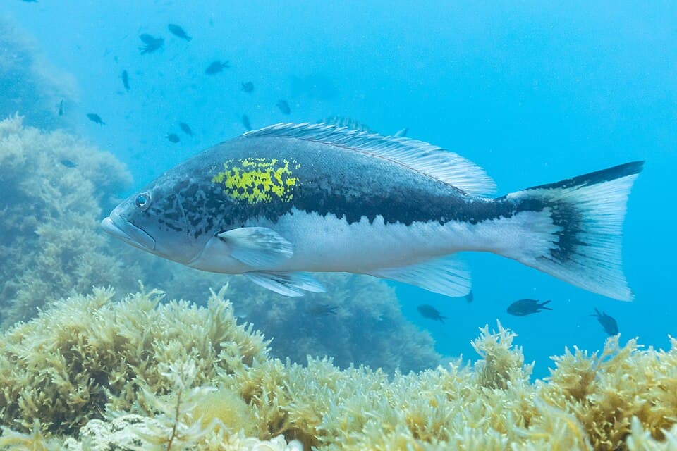 ภาพประกอบของ ปลากะรังทอง (Epinephelus costae)
