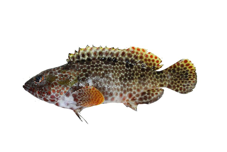 ภาพประกอบของ ปลากะรัง hexagonatus (Epinephelus hexagonatus)