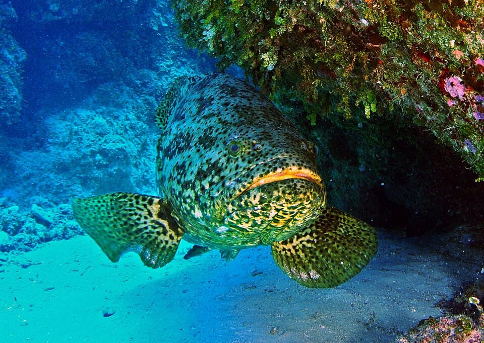 ภาพประกอบของ ปลากะรังแอตแลนติก (Epinephelus itajara)