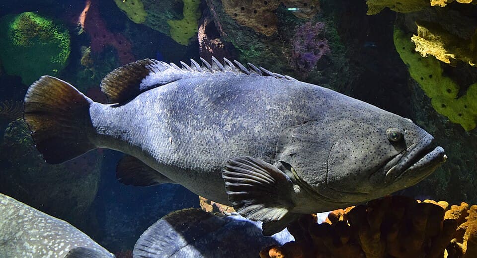 ภาพประกอบของ ปลาหมอทะเล (ปลาเก๋ายักษ์) (Epinephelus lanceolatus)