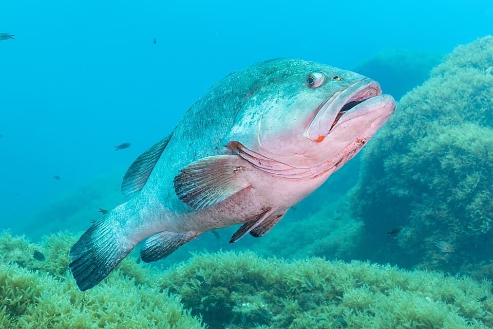 ภาพประกอบของ ปลากะรังน้ำตาล (Epinephelus marginatus)