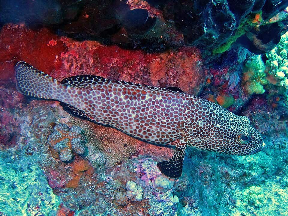 ภาพประกอบของ ปลากะรัง merra (Epinephelus merra)