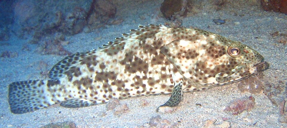 ภาพประกอบของ ปลากะรังลายพราง (Epinephelus polyphekadion)