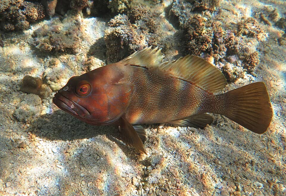 ภาพประกอบของ ปลากะรัง rivulatus (Epinephelus rivulatus)