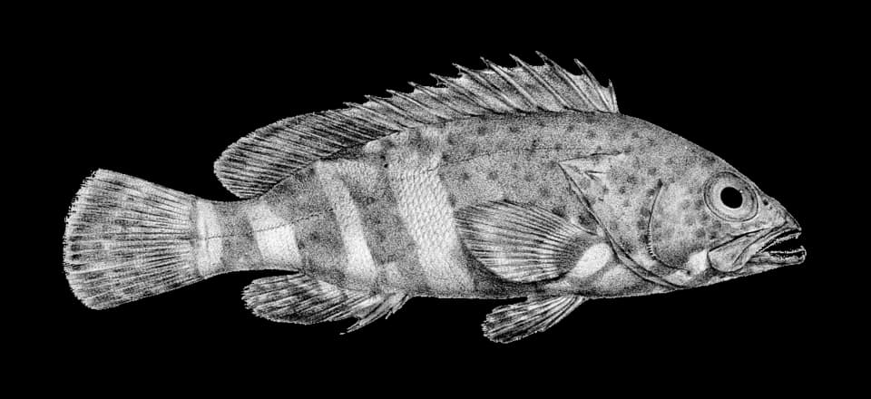 ภาพประกอบของ ปลากะรัง stoliczkae (Epinephelus stoliczkae)