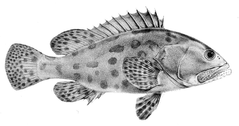 ภาพประกอบของ ปลากะรังลายตุ๊กแก (Epinephelus tukula)