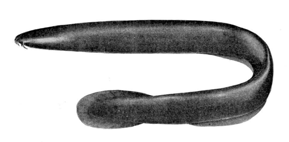 ภาพประกอบของ ปลา deani (Eptatretus deani)