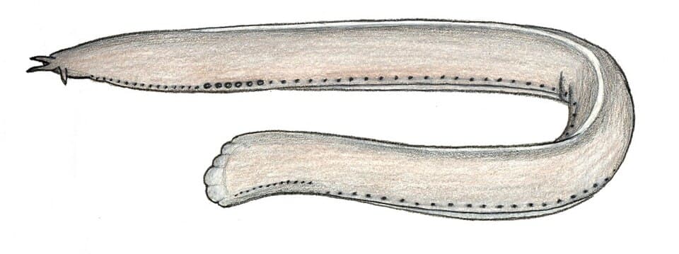 ภาพประกอบของ ปลา minor (Eptatretus minor)