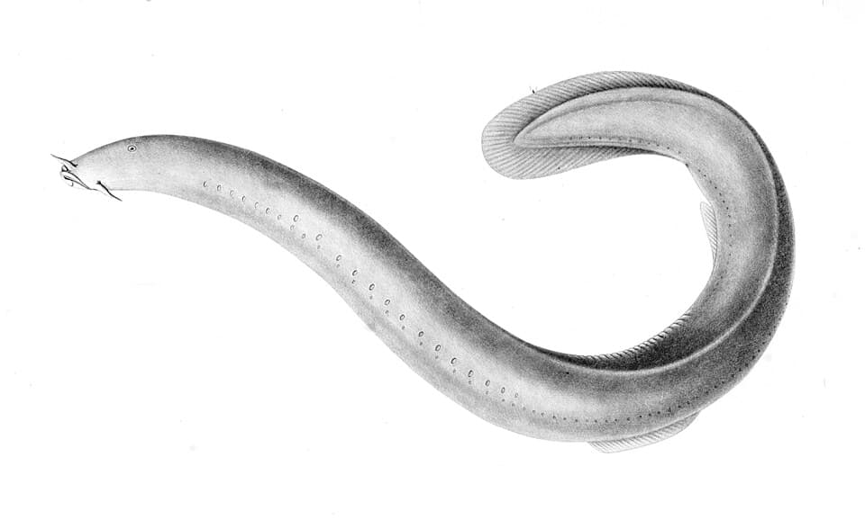 ภาพประกอบของ ปลา polytrema (Eptatretus polytrema)