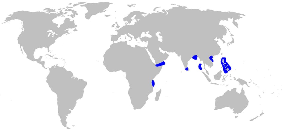 แผนที่การกระจายพันธุ์ของ ปลา radcliffei (Eridacnis radcliffei)