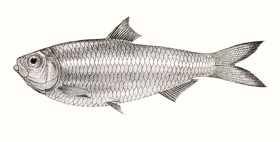 ภาพประกอบของ ปลา thoracata (Escualosa thoracata)
