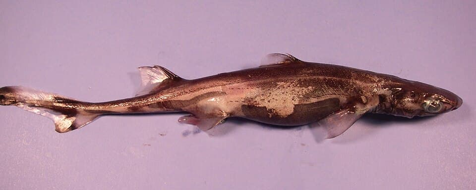 ภาพประกอบของ ปลา virens (Etmopterus virens)