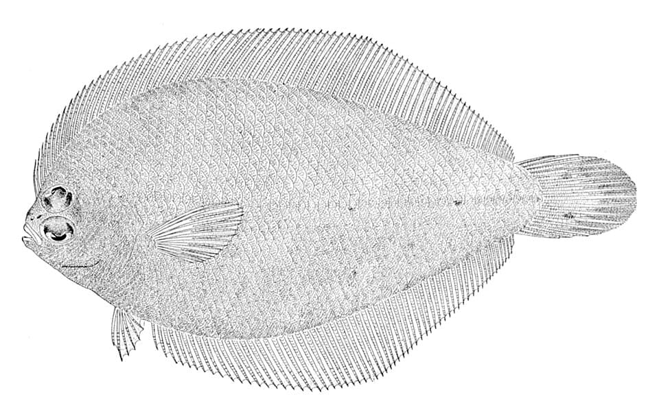 ภาพประกอบของ ปลา rimosus (Etropus rimosus)