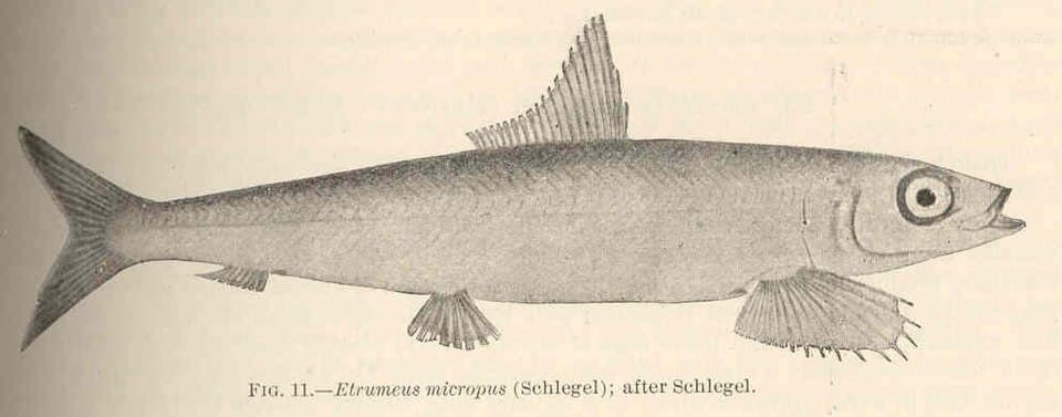 ภาพประกอบของ ปลา micropus (Etrumeus micropus)